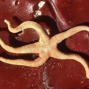 Meet your Posher, Antonia